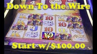 Buffalo Gold | Start with $100.00 and then Nervous Time