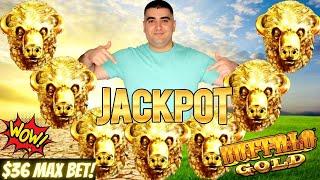 High Limit BUFFALO GOLD Slot Machine HANDPAY JACKPOT - $36 Max Bet Bonus | Live High Limit Slot Play