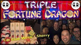 Cat Club Week  Triple Fortune Dragon  The Slot Cats