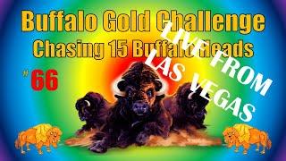 Buffalo Gold Challenge - Chasing 15 Buffalo Heads #66 - LIVE!!