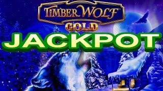 JACKPOT ! WOLVES HOWLING !TIMBER WOLF GOLD Slot (Aristocrat)$3.60 Bet HANDPAY !! 栗スロ