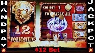 Buffalo Gold HANDPAY JACKPOT Slot Machine Handpay Bonus $12 Bet !!Max Bet Live Play HUGE WIN