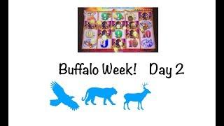 Day 2 of Buffalo Week! Buffalo Gold vs. Buffalo Grand