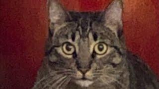 Coffee with the Cats: 02/17/2019