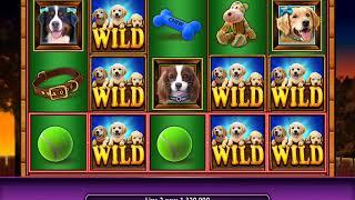 PAWPALOOZA Video Slot Casino Game with a PAWPALOOZA FREE SPIN BONUS