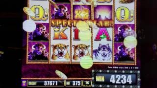 Buffalo Slot Machine Bonus and BIG WINS !!! Live Play Max Bet