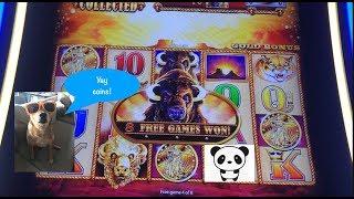 Back on the buffalo hunt. Buffalo Gold slot. The quest continues.