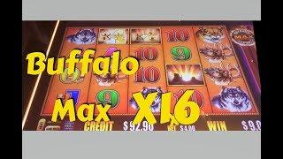 BUFFALO  MAX - big x16 line hit in bonus