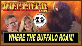 BUFFALO LINK LOVES THE CATS!