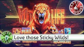 The Wild Life WA VLT slot machine, Bonus, Big Win
