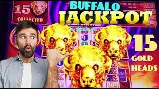 • RECORD 15 GOLD BUFFALO HEADS in 10 SPINS! • BUFFALO GOLD TALL FORTUNES slot machine JACKPOT !