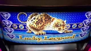 Lucky Leopard Slot Machine Bonus and Line Hit -- Max Bet