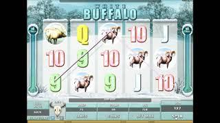 White Buffalo