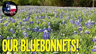 A Walk Through Our Bluebonnets with Fixin To Scratch