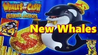 DEFINITELY LUV THIS NEW GAME !WHALE OF CASH ULTIMATE JACKPOTS Slot$125 Slot Free Play栗