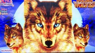 LIVE FROM THE CASINO  BIG WINS AHEAD!  GOLDEN WOLVES  BUFFALO GOLD  AND MORE!