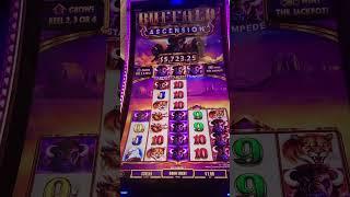 WELL THAT'S A FIRST | Buffalo Ascension Stampedes #buffaloascension #short_video #slowpokeslots