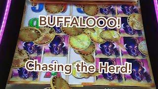 BUFFALOOO Slots - Chasing the Herd!