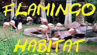 The Flamingo Habitat at "The Flamingo" Hotel and Casino in Las Vegas, NV.
