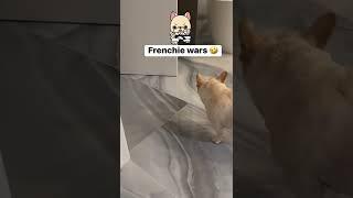 Frenchie Wars  #shorts #frenchie #puppy