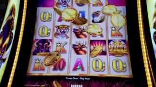 Buffalo Grand Slot Machine  $100 Play| Las Vegas