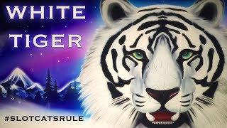 Daji Dali  White Tiger  Dancing Drums  The Slot Cats