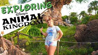 Watch This Before You Visit Animal Kingdom in Disney World!
