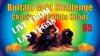 Buffalo Gold Challenge - Chasing 15 Buffalo Heads #65 - LIVE!!