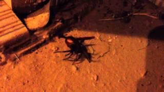 Spider VS June Bug