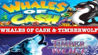 WHALES OF CASH  TIMBERWOLF DELUXE  BONUS  LIVE PLAY  MAX BET SLOT PLAY