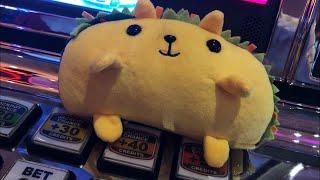 Taco Cat Tuesday: 1/1/2019
