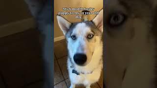 Puppy Husky vs. Senior dog #shorts  #funny #funnyvideo #funnydogs #husky #huskylove #huskies
