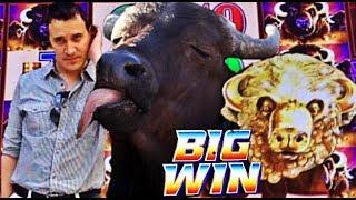 • BUFFALO LOVES ME! •  BUFFALO GOLD slot machine SUPER BIG WINS!