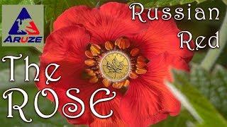 THE ROSE RUSSIAN RED - ARUZE - Slot Machine Bonus