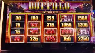 I Can't Lose on Buffalo Instant Hit Slots!