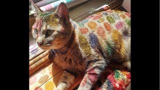 Coffee with the Cats: 04/21/2019