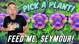Feed Me, Seymour!  Up to $45 SPINS  Little Shop of Horrors