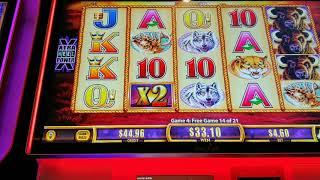 BIG WIN Buffalo Gold Spinning Fortunes Minor + Free Spins