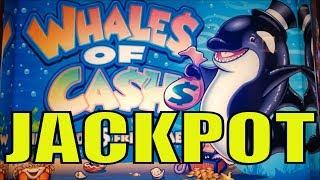 JACKPOT !! THAT WHY I LOVE THIS GAMEWHALES OF CASH (Aristocrat) Slot $3.75 Bet/HANDPAYPechanga彡