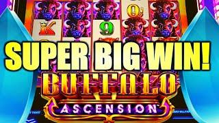 SUPER BIG WIN! STAMPEDE!! NEW BUFFALO ASCENSION Slot Machine (Aristocrat Gaming)