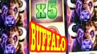 BUFFALO GRAND vs BUFFALO DELUXE  BIG WIN  FREE GAMES  BUFFALOOOOO
