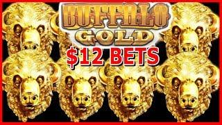 $12 MAX Bet on BUFFALO GOLD  FREE Games Galore