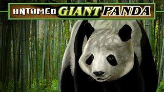 Free Untamed Giant Panda slot machine by Microgaming gameplay • SlotsUp