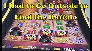 Buffalo Gold | Huge Win Session | Buffalo was Hiding Outside