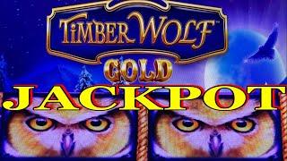 HANDPAY AGAIN ! JACKPOT ! TIMBER WOLF GOLD Slot HAPPY WOLVES !$375 Free Play$6.00 Bet /栗スロ