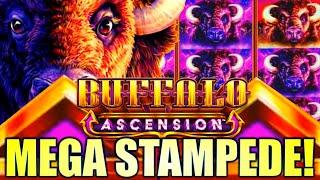 MEGA STAMPEDE! HUGE WIN!! BUFFALO ASCENSION  Slot Machine (Aristocrat Gaming)