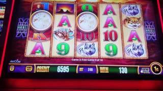 Wonder 4 Slot play - Buffalo Gold - All Bonuses 5/4/17