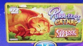 Live Casino Ban - I FOUND THE KITTY