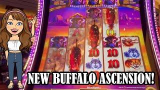 Great Run on NEW Buffalo Ascension at Red Rock!