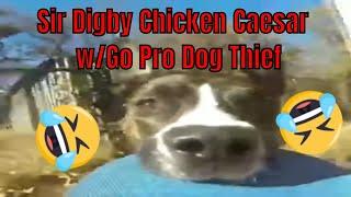 Go Pro Dog Thief with Sir Digby Chicken Caesar Music from BBC